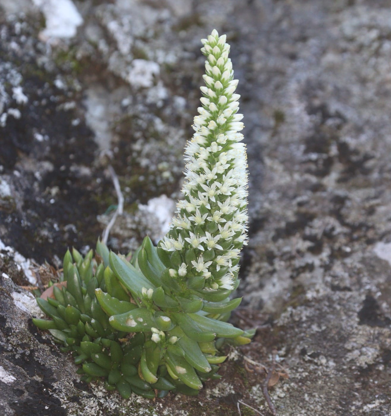 Dunce cap (Orostachys japonica)