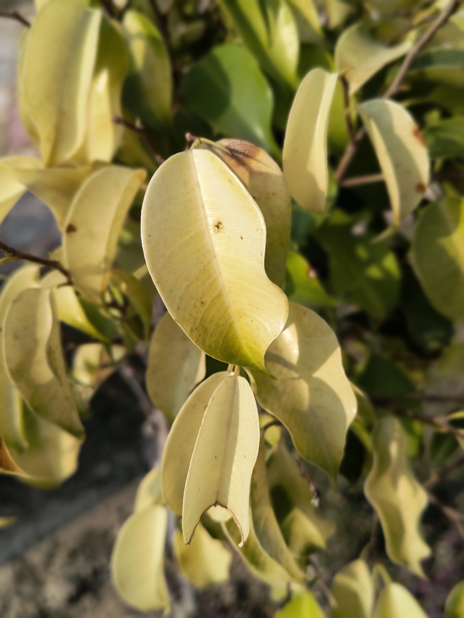 Yellowing, limp leaves on an overwatered plant