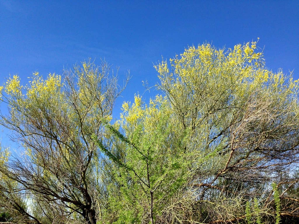 Palo verde trees with green branches coming into yellow spring bloom in Arizona