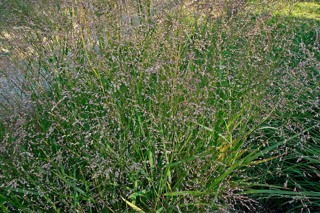 Switchgrass (Panicum virgatum) with tall airy seed clouds