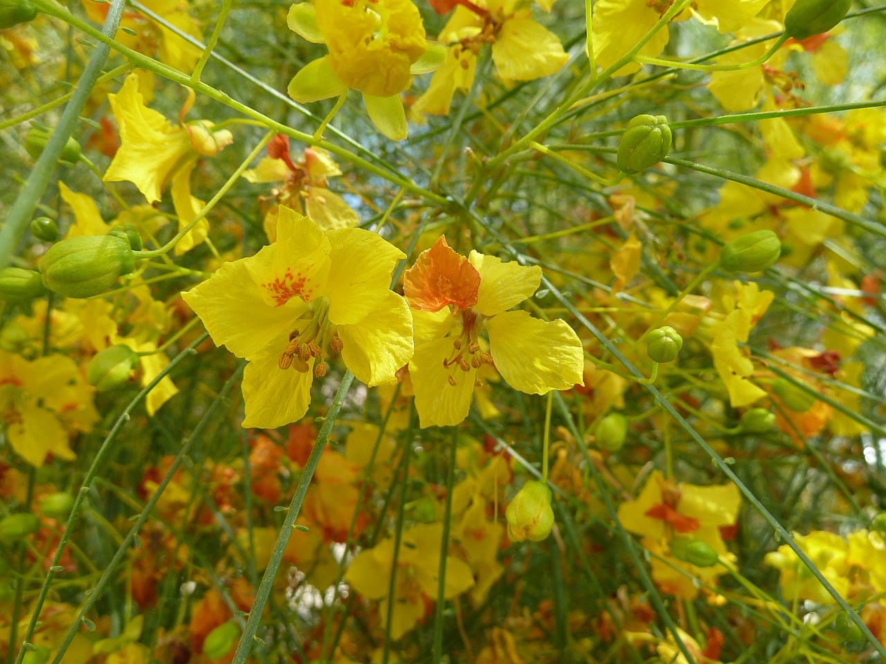 Bright yellow palo verde flowers on green branchlets in spring