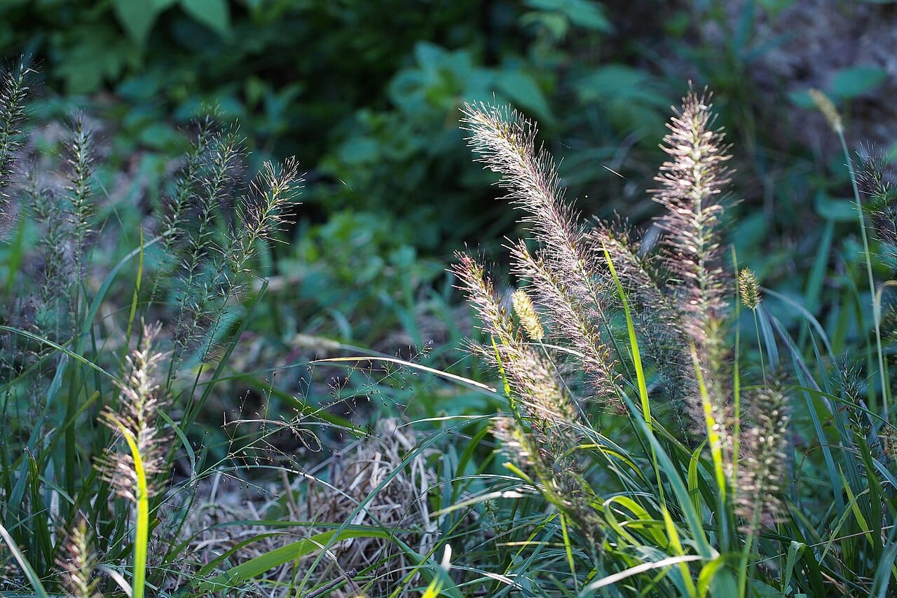 Fluffy foxtail plumes of fountain grass (Pennisetum alopecuroides) catching the light