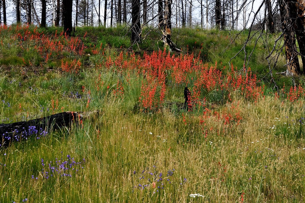 Firecracker penstemon (Penstemon eatonii) with scarlet tubular flower spikes in a mountain meadow