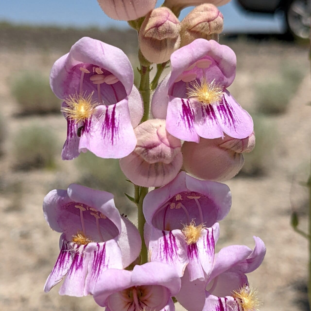 Fragrant pink flowers of Palmer's penstemon (Penstemon palmeri)