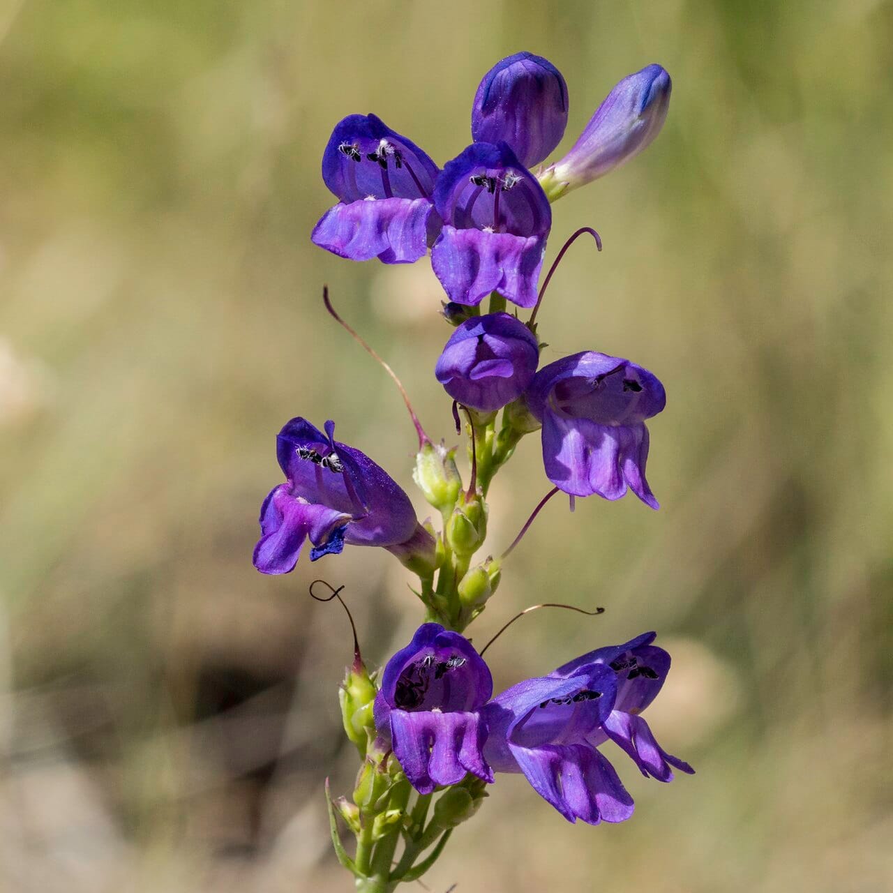 Rocky Mountain penstemon (Penstemon strictus) with deep blue-purple tubular flowers