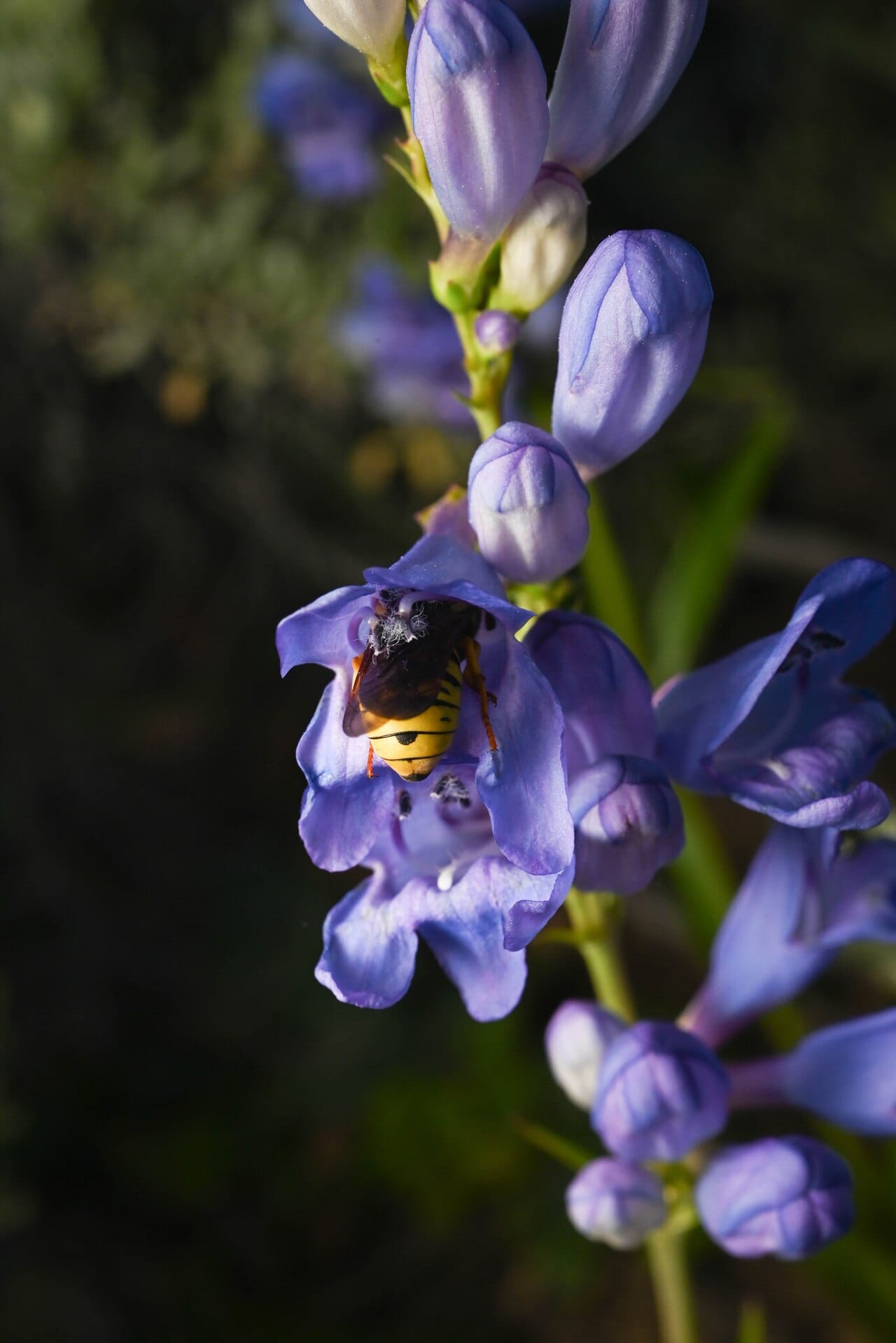 Blue-purple tubular Rocky Mountain penstemon flowers with a native bee foraging inside a bloom