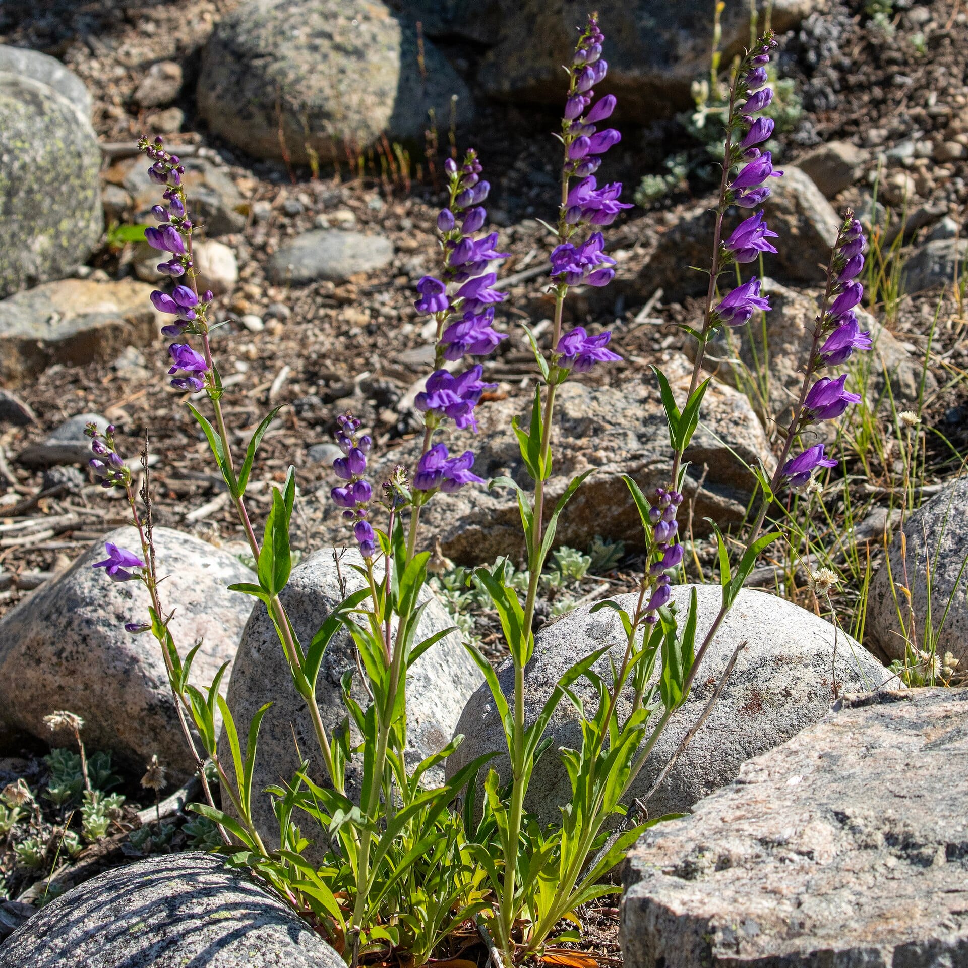Penstemon blooming in a drought-tolerant garden