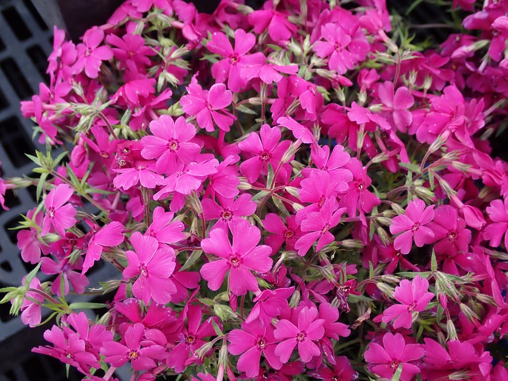 Creeping phlox (Phlox subulata)