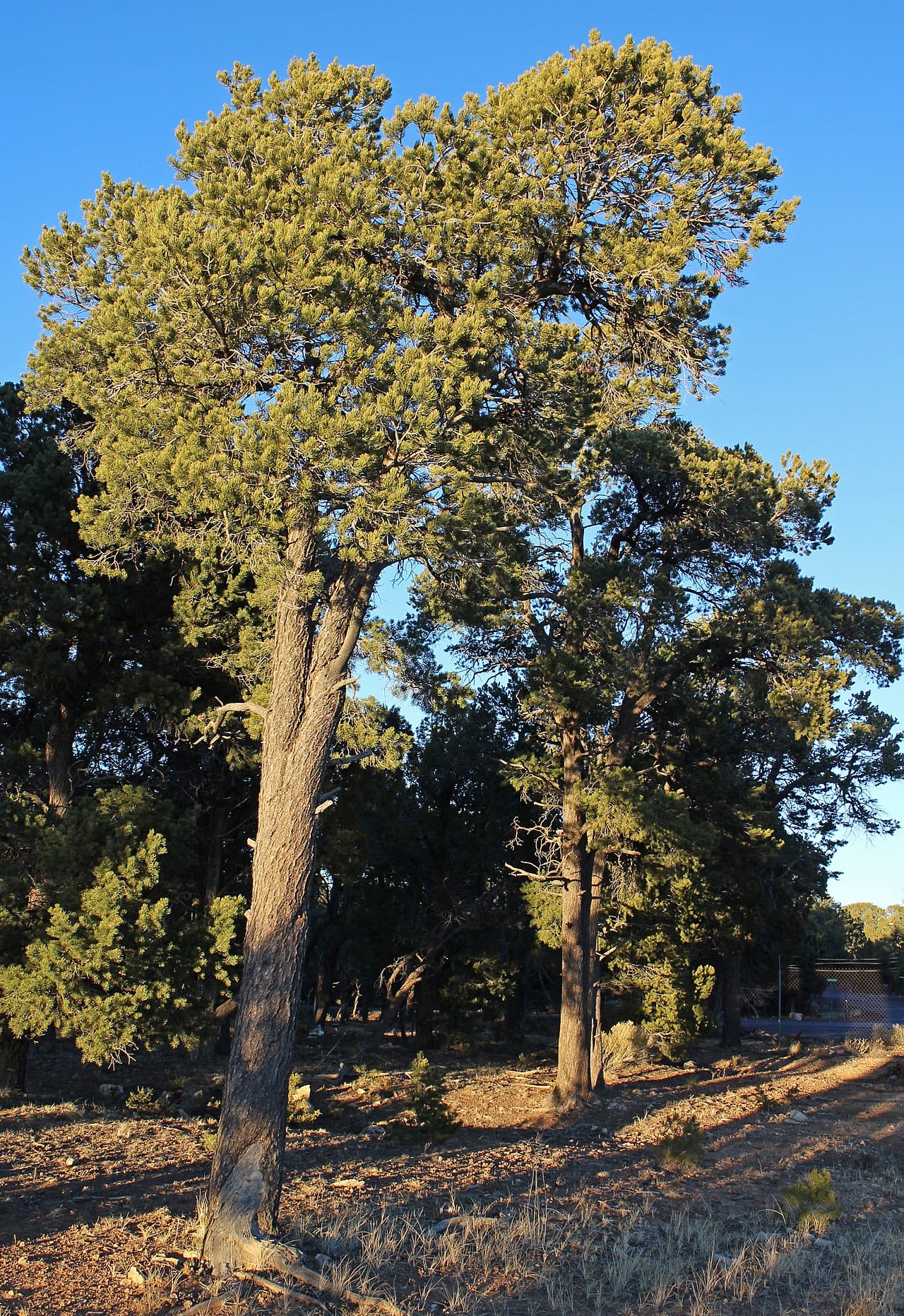 Pinyon pine trees with dense evergreen crowns in dry rocky terrain
