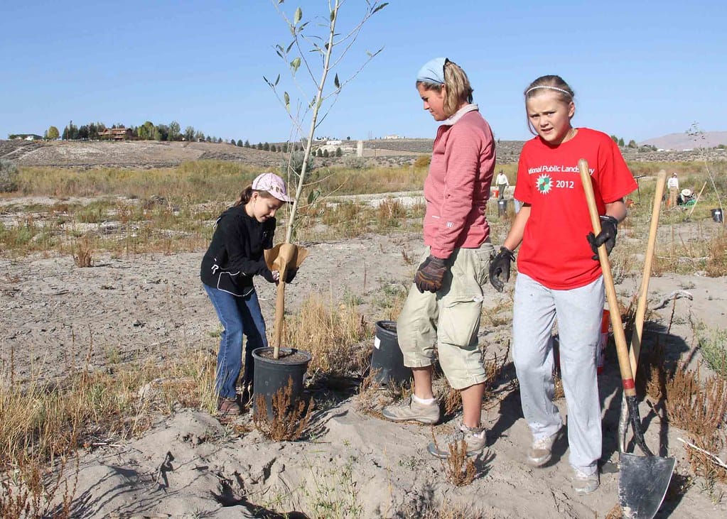 Volunteers planting a container-grown tree in dry western soil