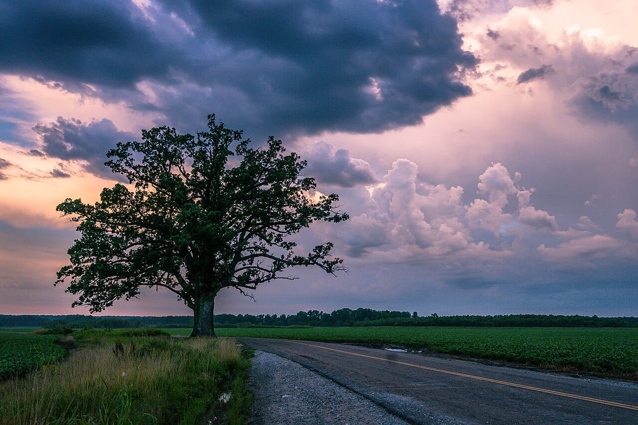 Mature bur oak with a broad spreading crown standing alone beside a prairie road