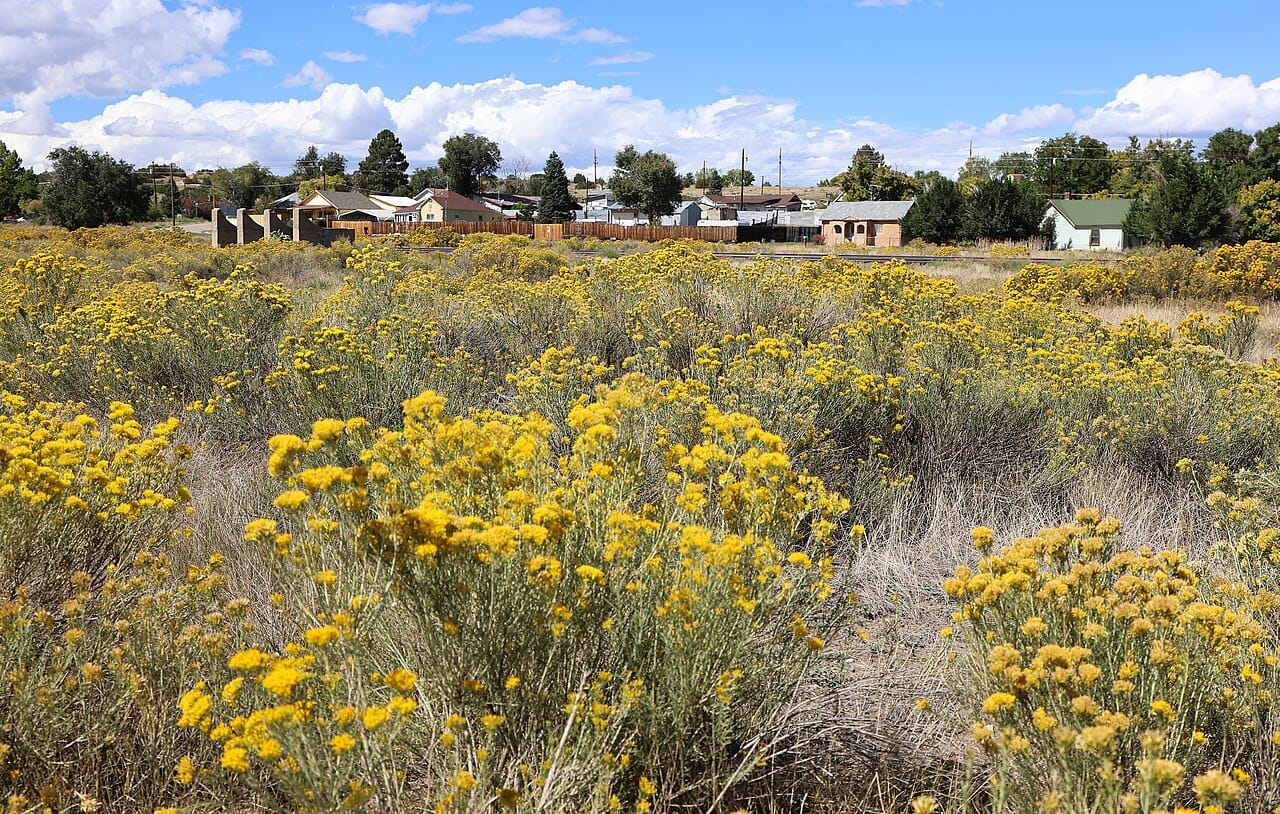 Rabbitbrush (Ericameria nauseosa) covered in golden fall flowers in Colorado