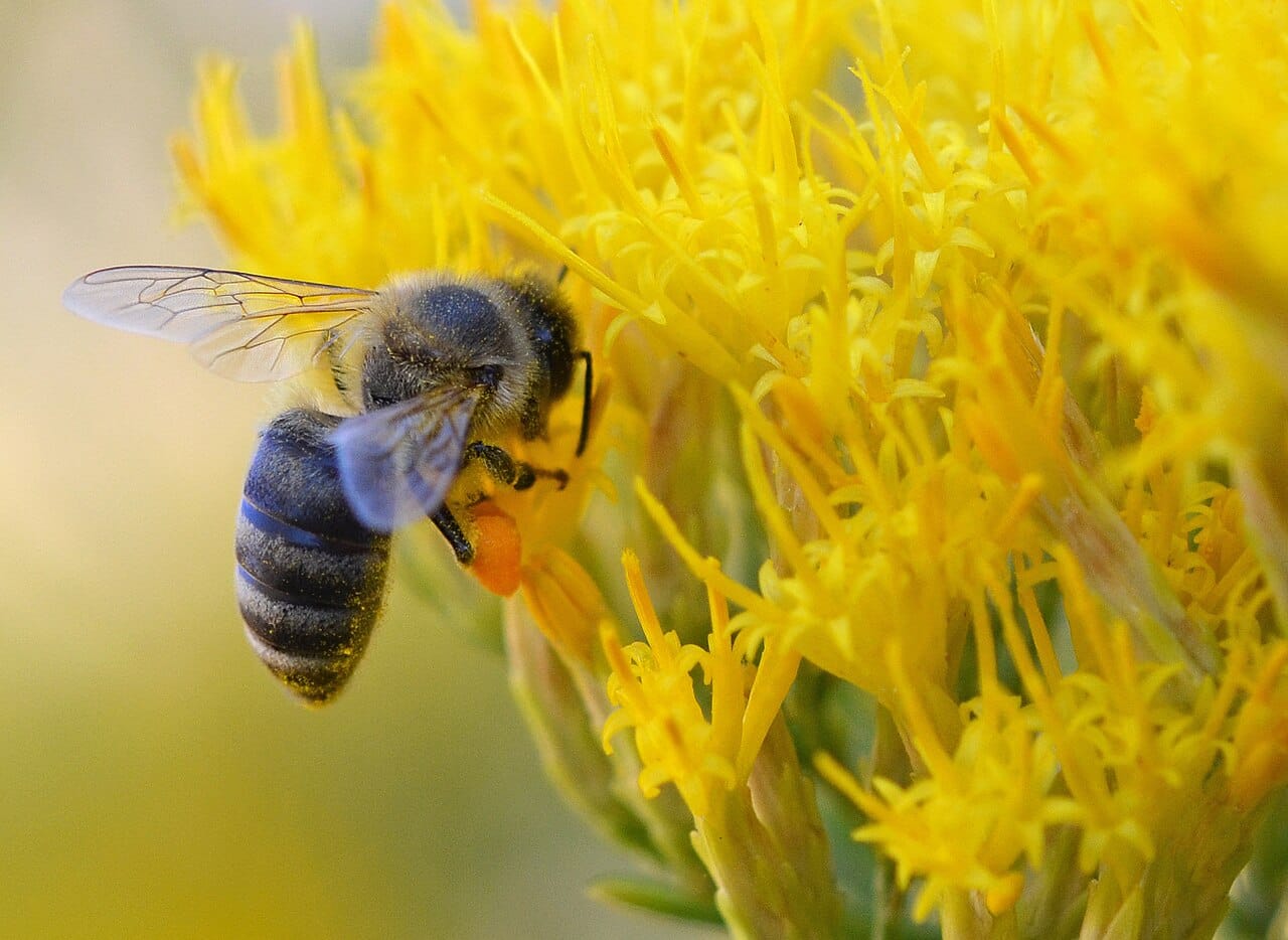 Honey bee gathering nectar on golden yellow rabbitbrush flowers in autumn
