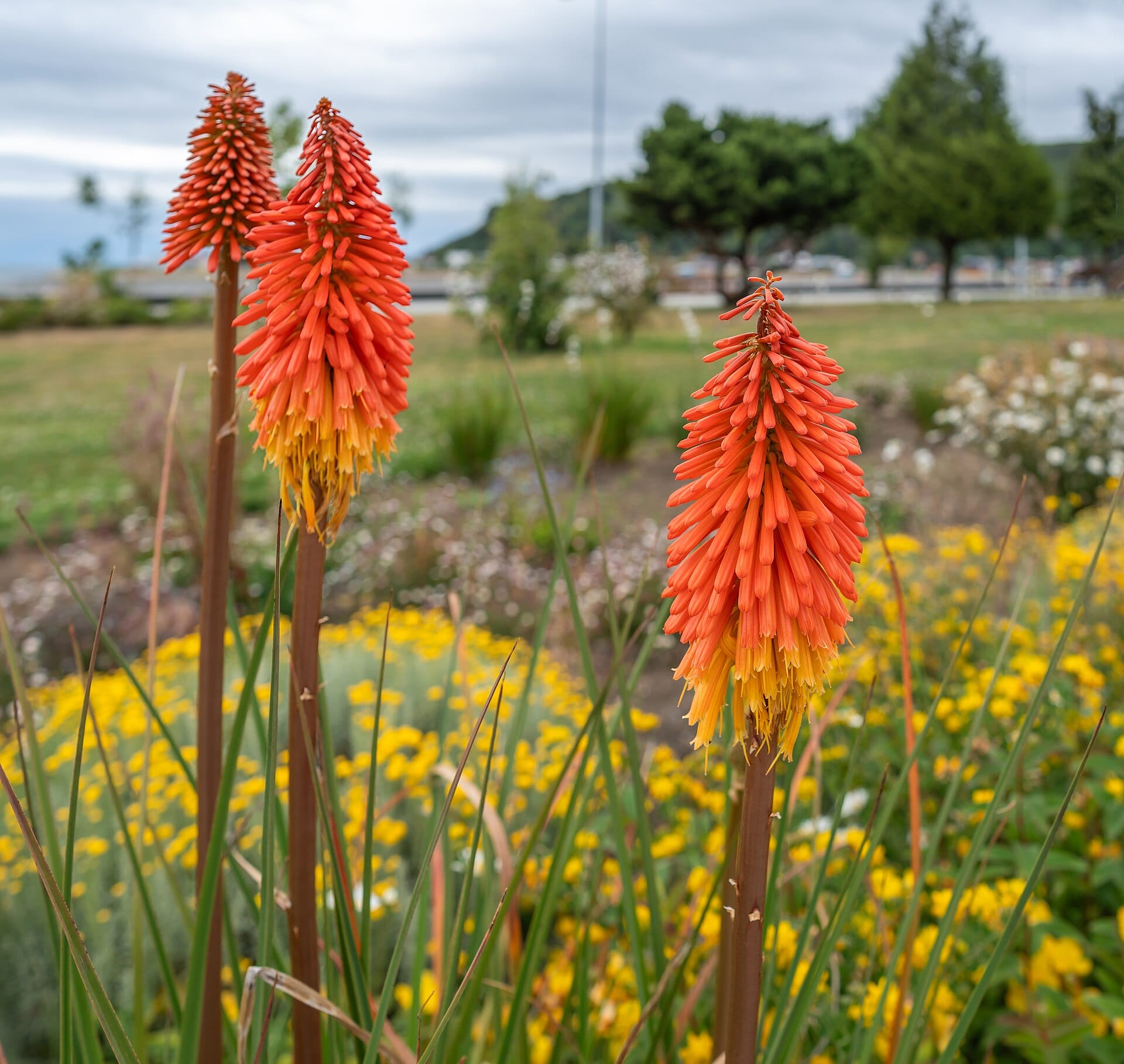 Red Hot Poker blooming in a drought-tolerant garden