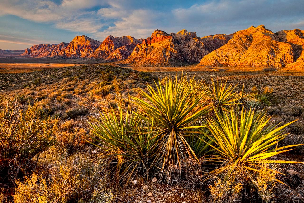 Mojave yuccas and desert shrubs in front of the sandstone cliffs of Red Rock Canyon near Las Vegas