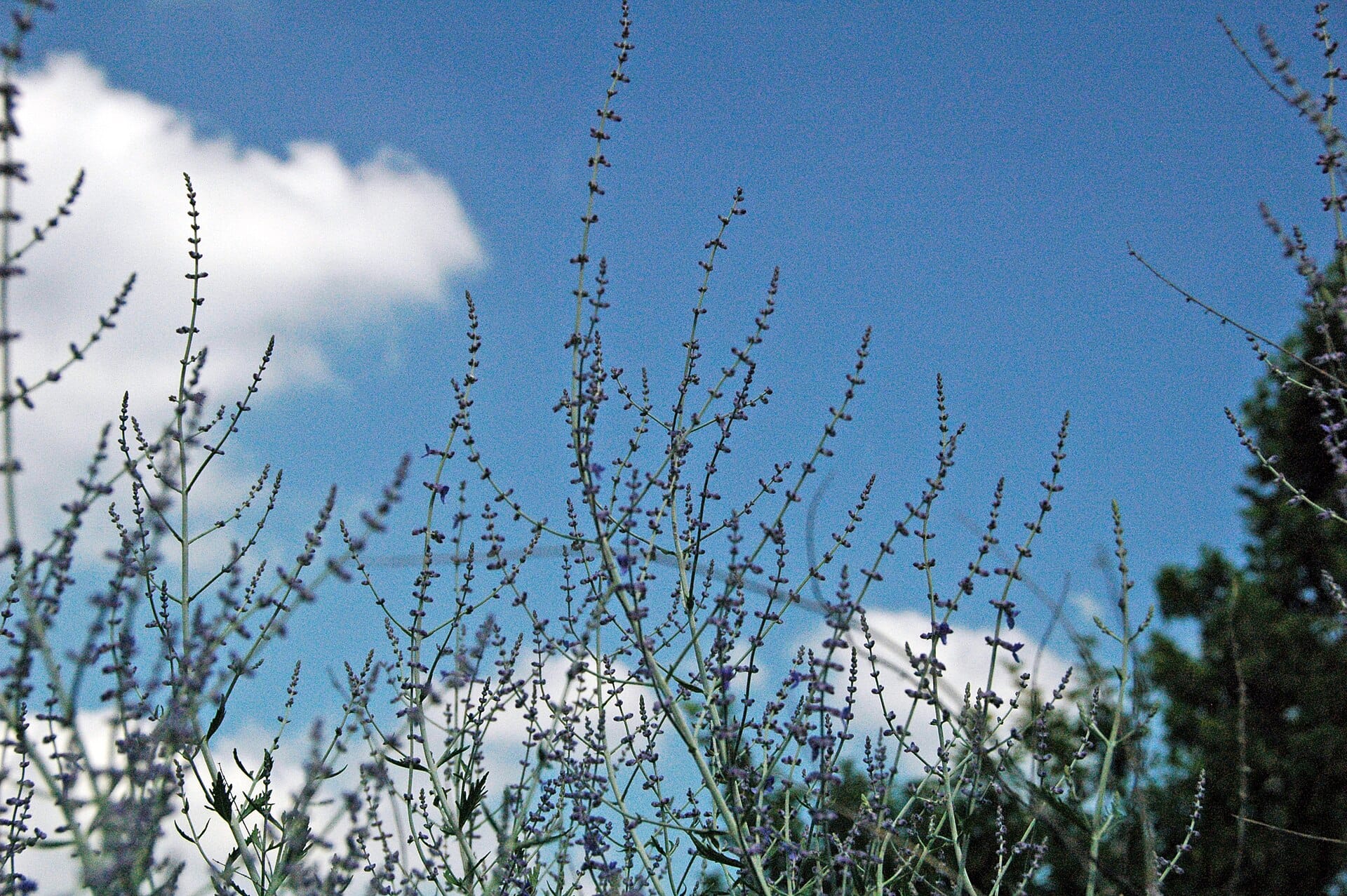 Russian Sage blooming in a drought-tolerant garden