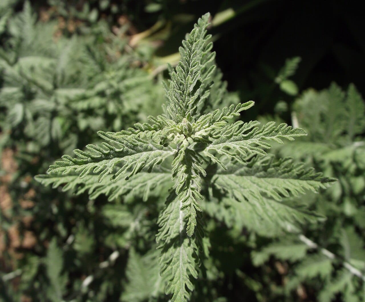 Silvery fuzzy foliage of Russian sage, a drought-adapted plant easily killed by overwatering