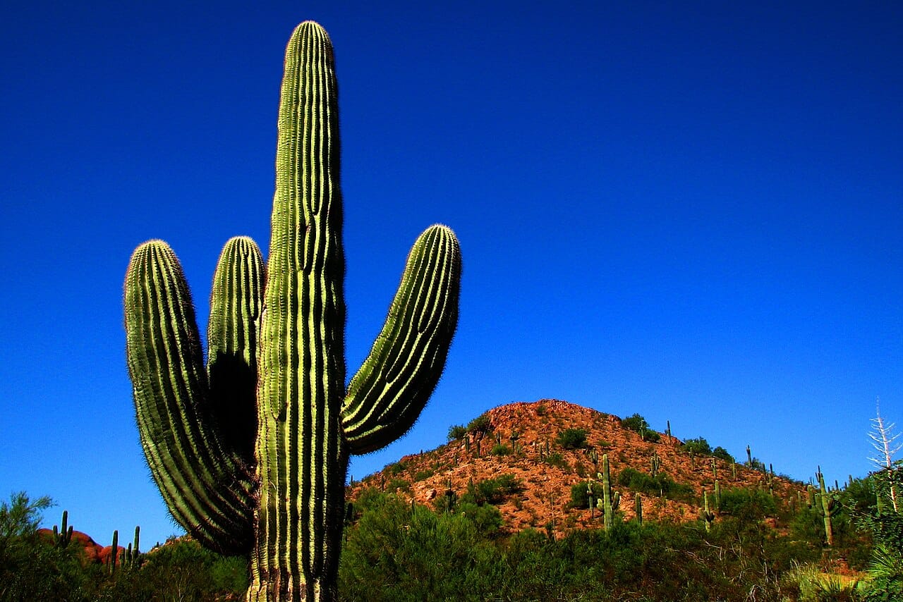 Saguaro cactus against deep blue sky at the Desert Botanical Garden in Phoenix