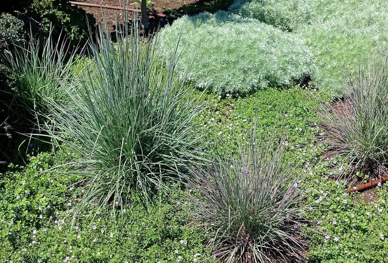 Upright steel-blue clumps of little bluestem (Schizachyrium scoparium) in a garden bed
