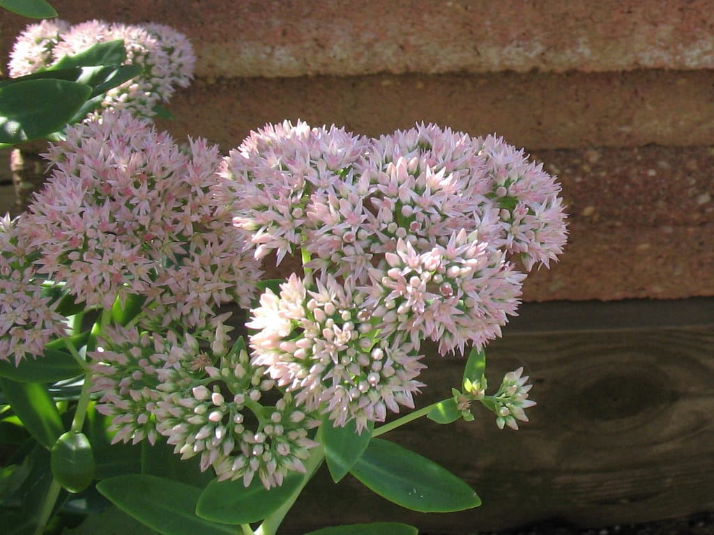 Tall border sedum 'Autumn Joy' (Hylotelephium)