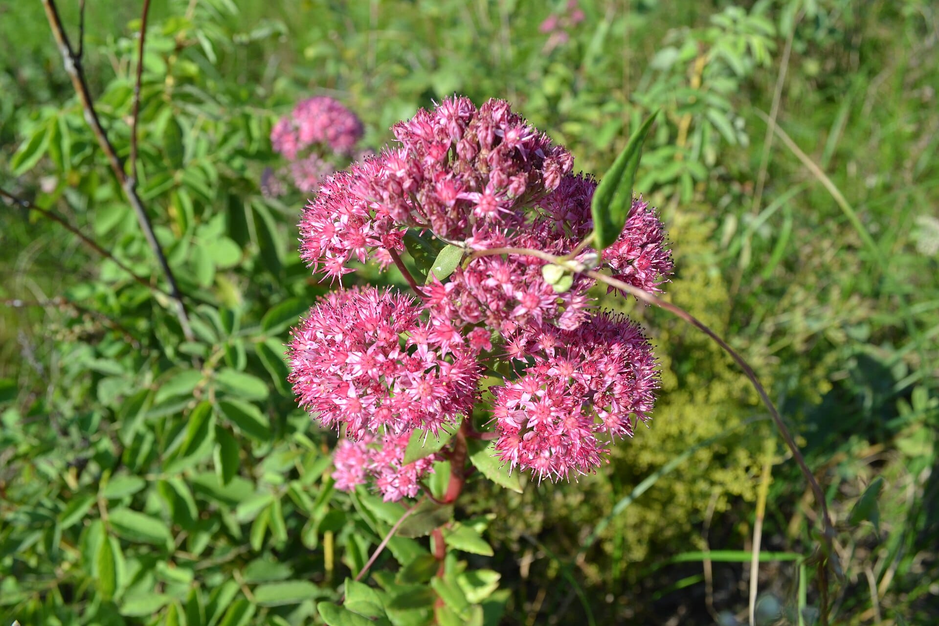 Sedum Autumn Joy blooming in a drought-tolerant garden