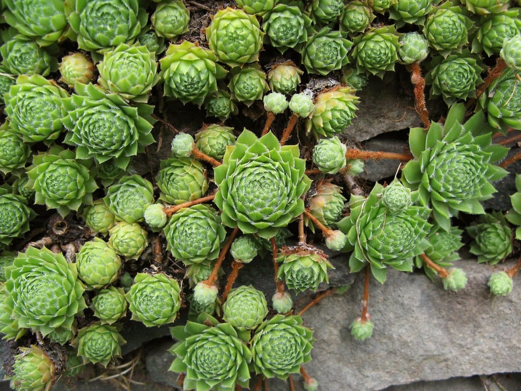 Hens and chicks (Sempervivum)