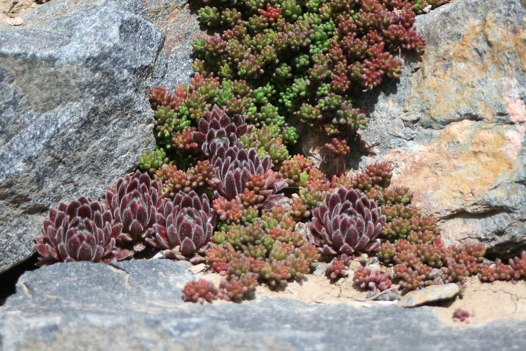 Hens-and-chicks and sedum growing tightly packed in a rock crevice