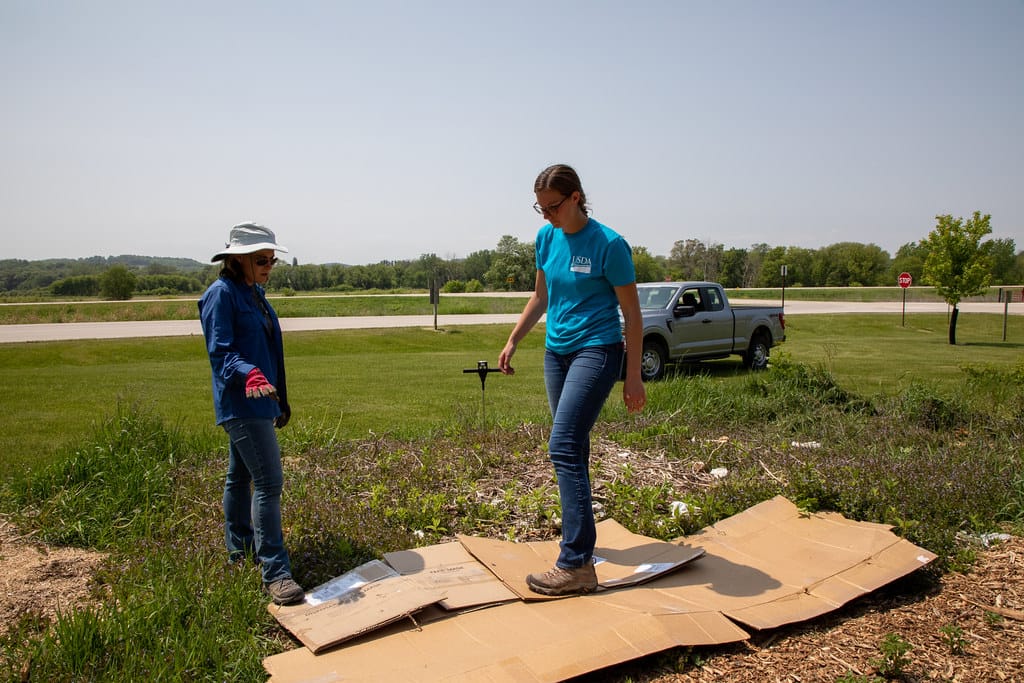 Laying overlapping cardboard sheets over grass to smother it before mulching