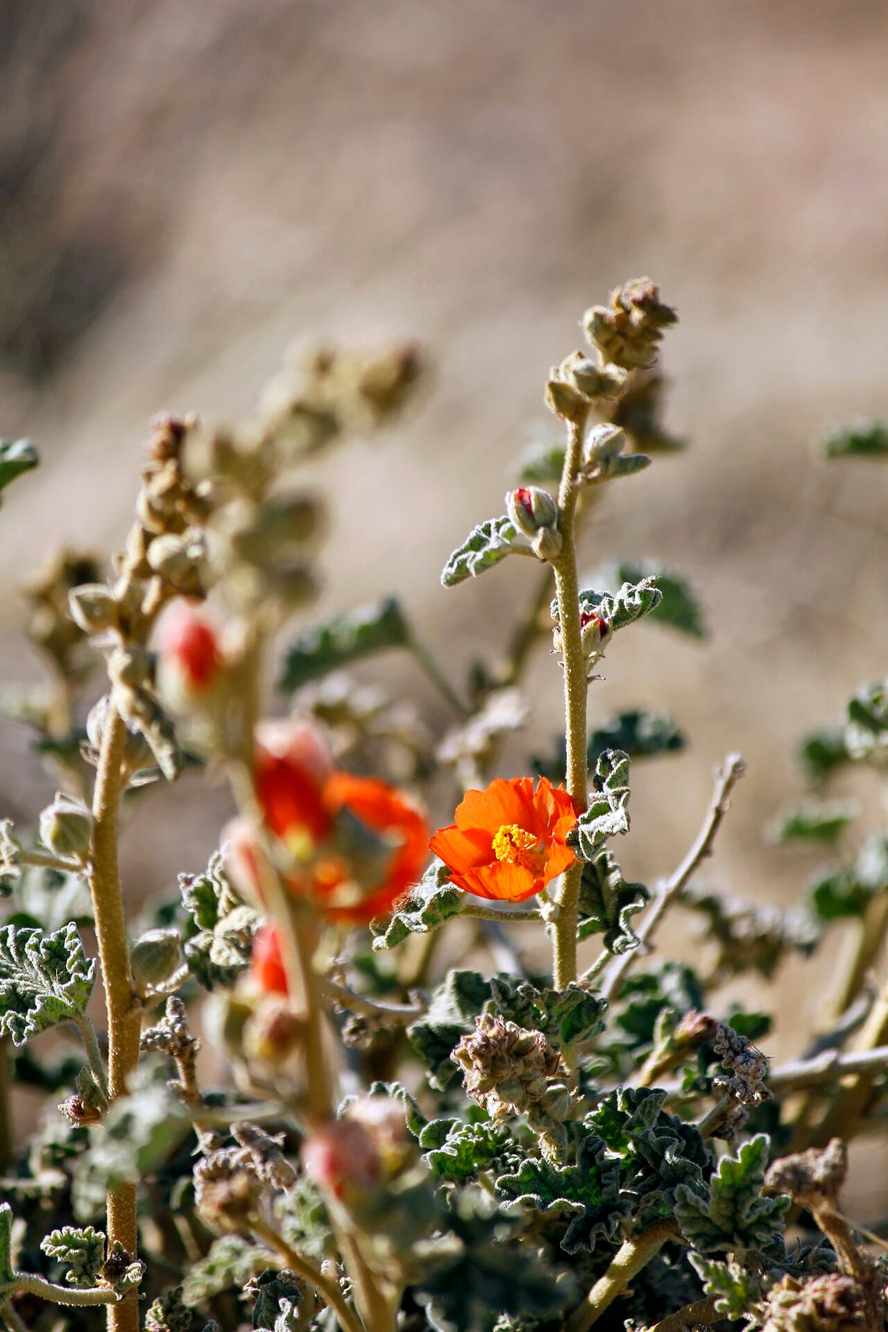 Orange cup-shaped flowers of globe mallow (Sphaeralcea) with fuzzy gray-green foliage