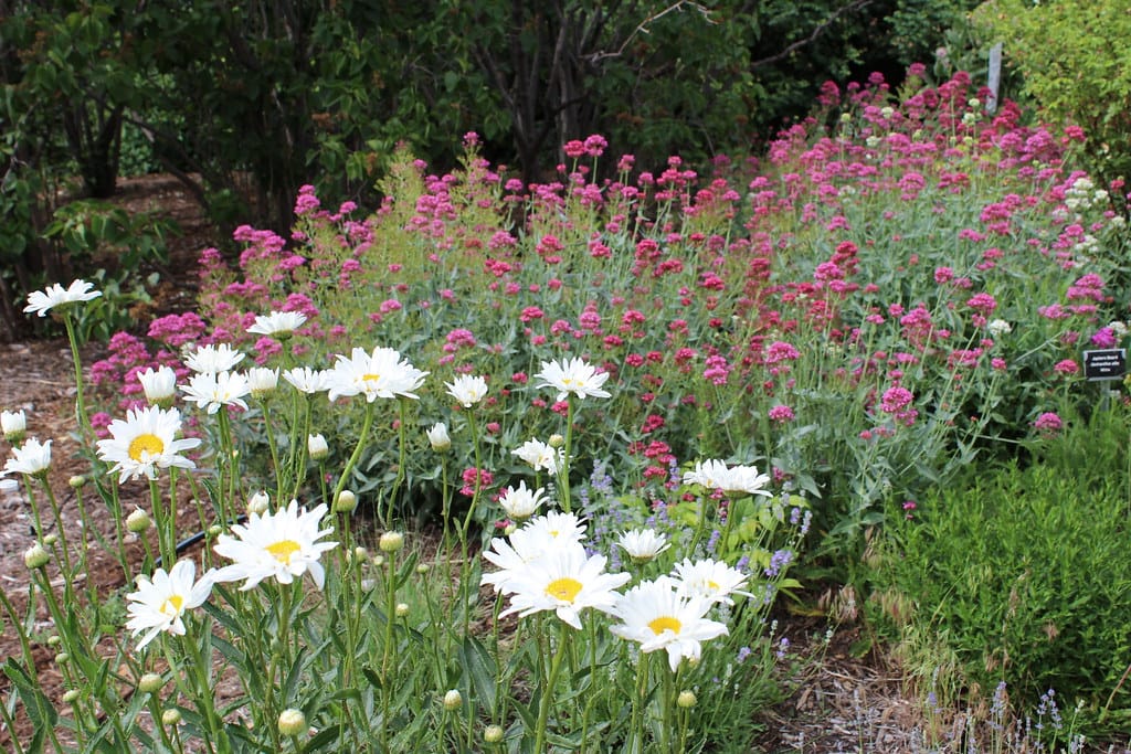 Drifts of white Shasta daisies and rose-pink valerian blooming in a waterwise xeriscape garden