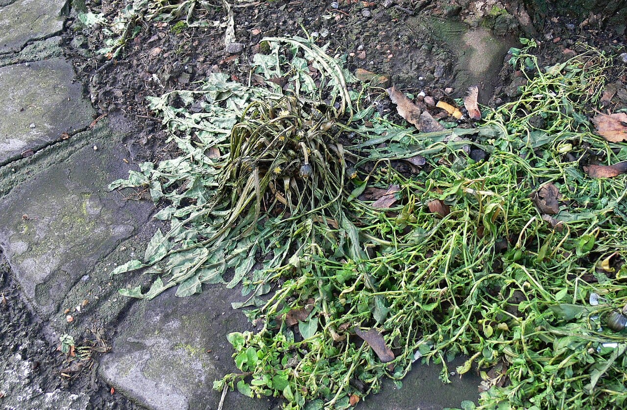 Weeds wilted and collapsed the day after flame weeding between stones