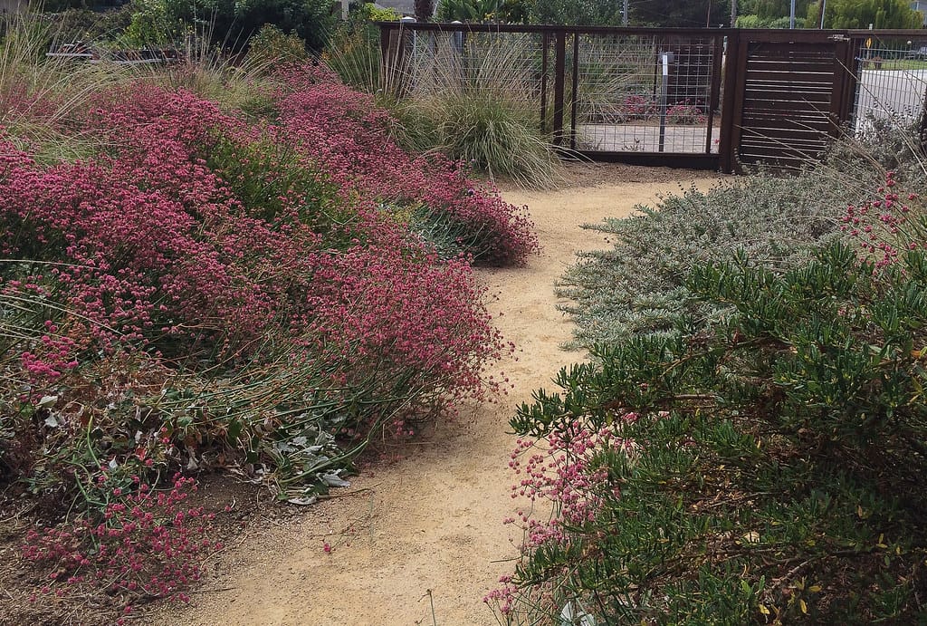 Decomposed granite path between drought-tolerant buckwheat and grasses, low-cost xeriscape hardscape