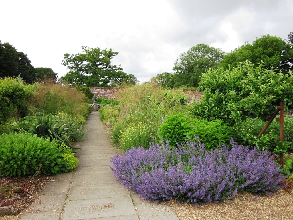 Massed drift of lavender-blue catmint spilling over a garden path
