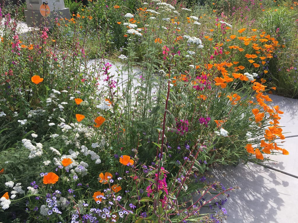 Ribbon of orange poppies, white yarrow, and pink penstemon flowering beside a sidewalk