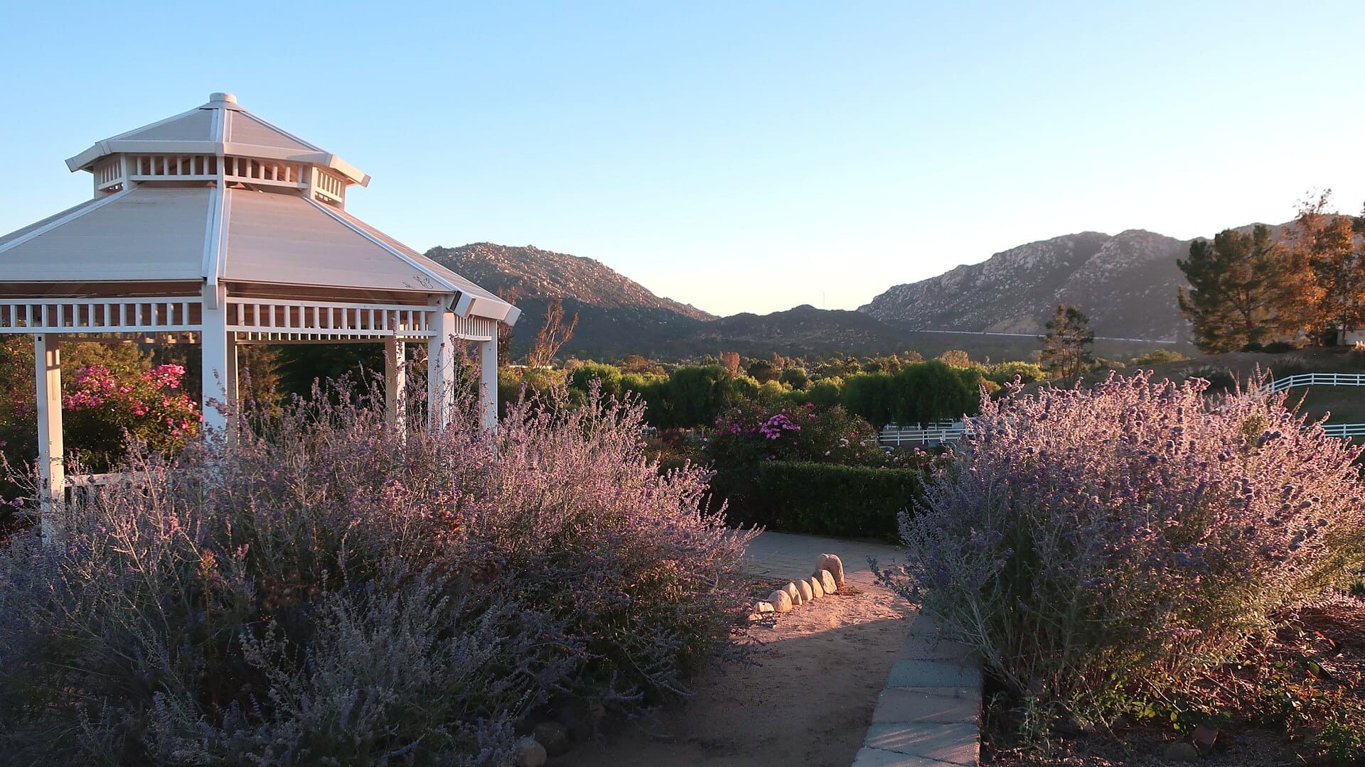 Billowing drifts of silver-blue Russian sage catching evening light along a garden path