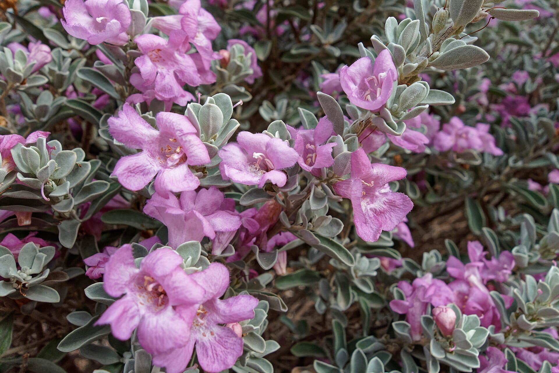 Cenizo (Texas sage) with silver leaves covered in purple blooms