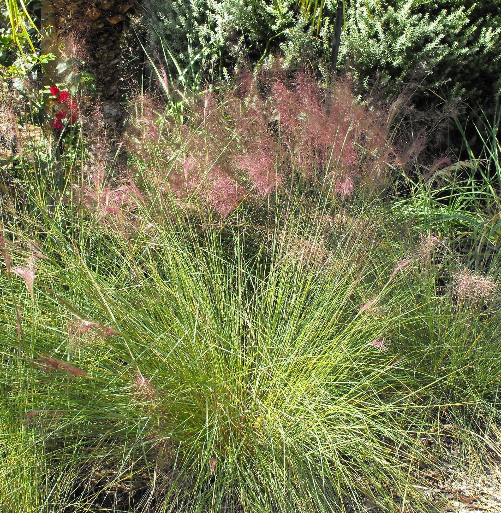 Gulf muhly grass with airy pink flower plumes