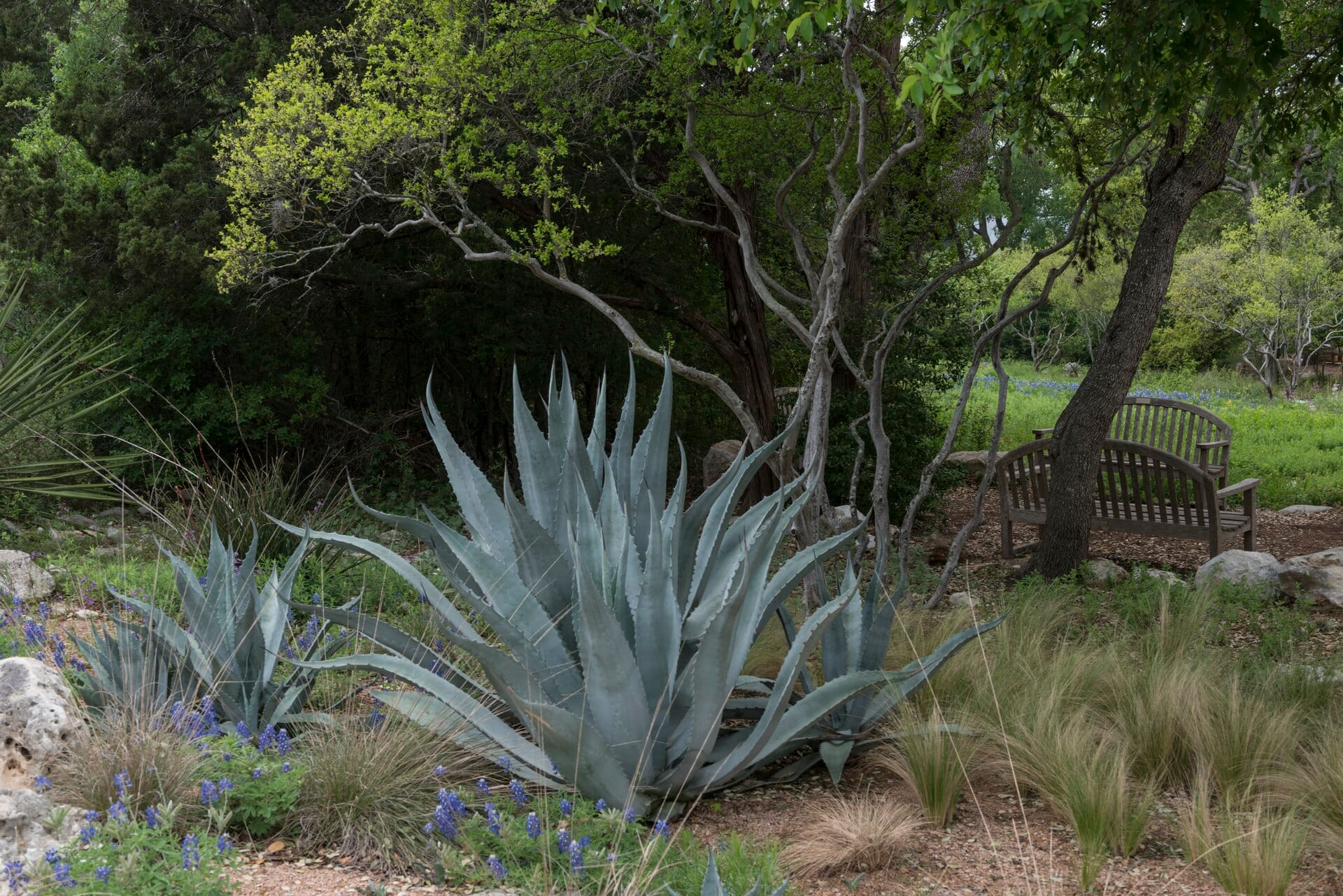 Century plant agaves with bluebonnets and live oaks at the Lady Bird Johnson Wildflower Center in Austin