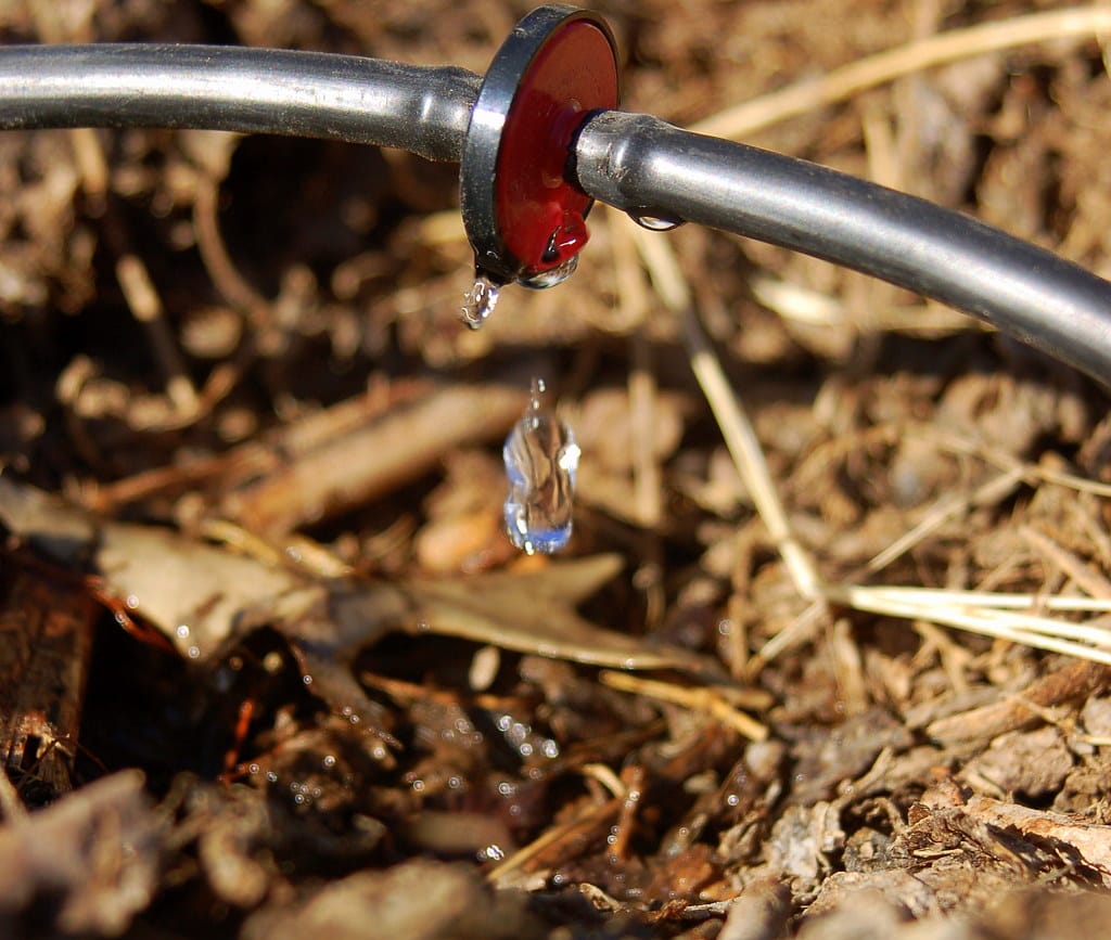 Drip irrigation emitter releasing a water drop over wood mulch