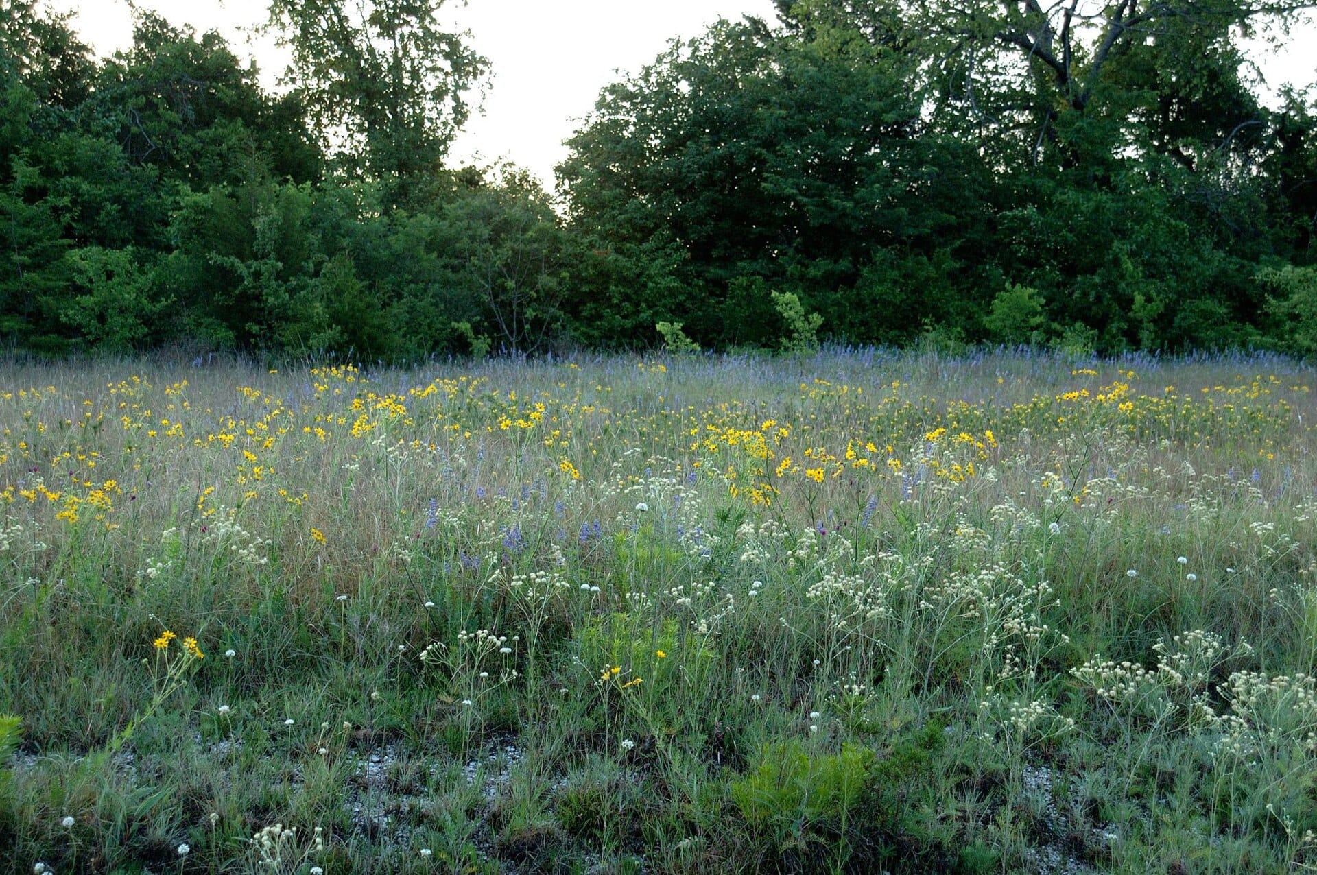 Blackland prairie meadow full of yellow and white Texas wildflowers