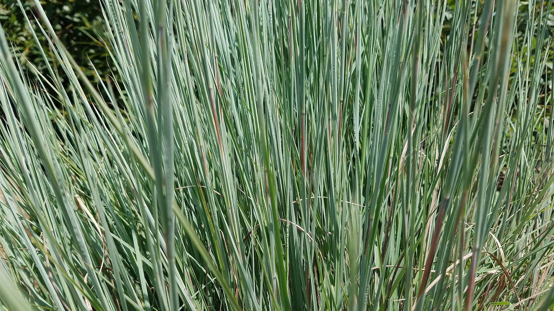 Blue-green little bluestem prairie grass clump