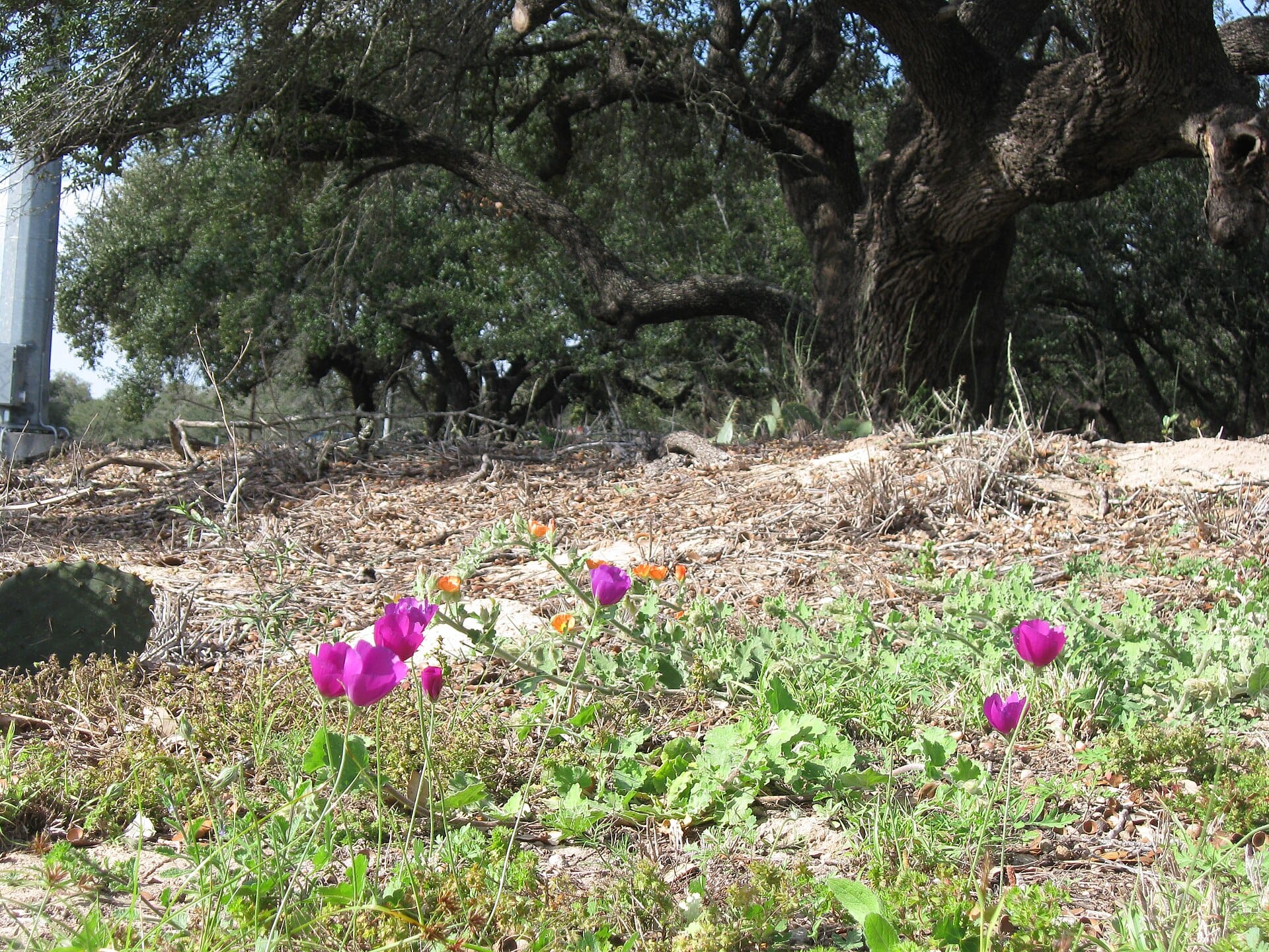 Magenta winecup wildflowers blooming beneath live oaks in Texas