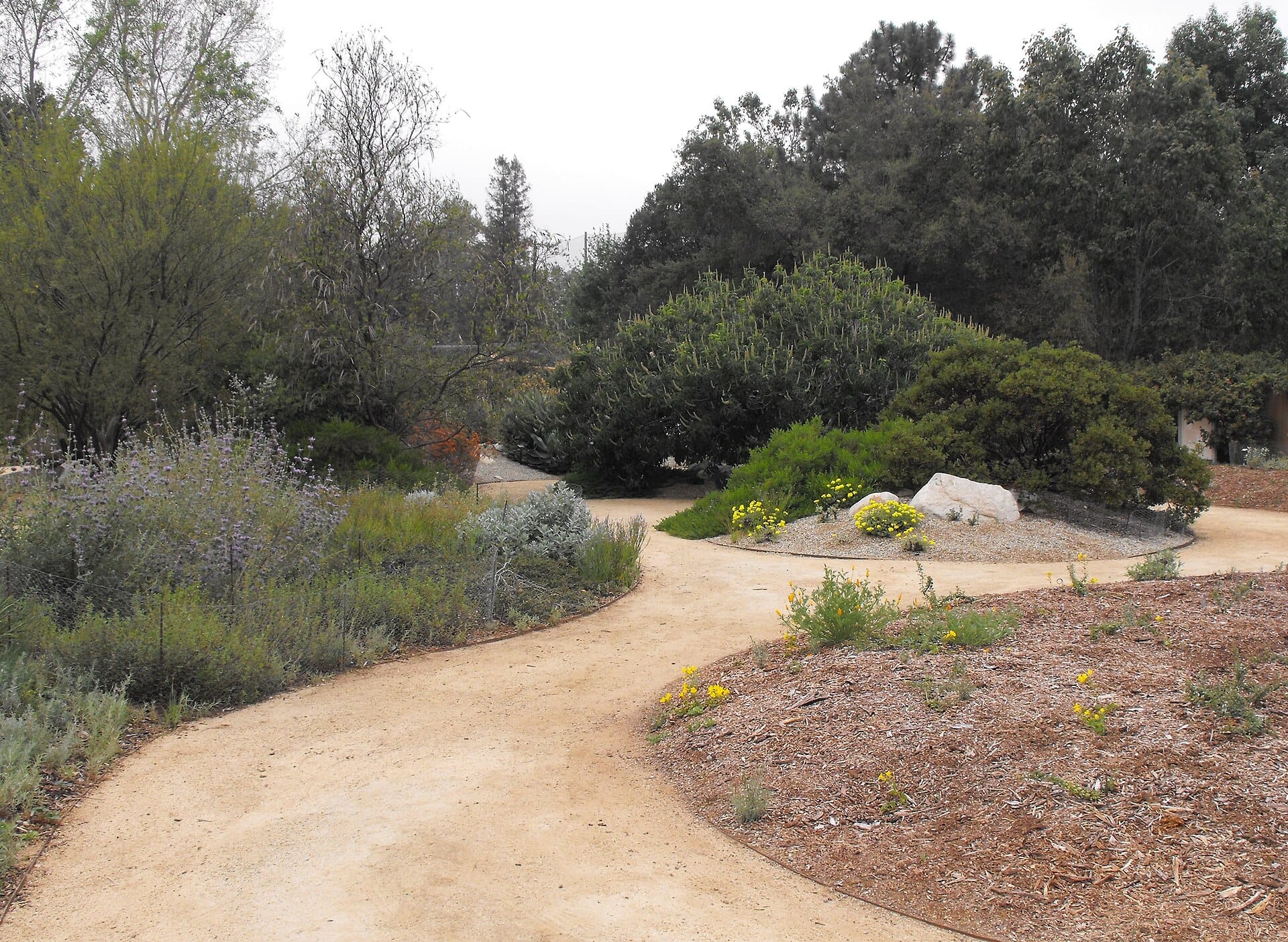 Decomposed granite path winding through a California native plant garden with sages and shrubs