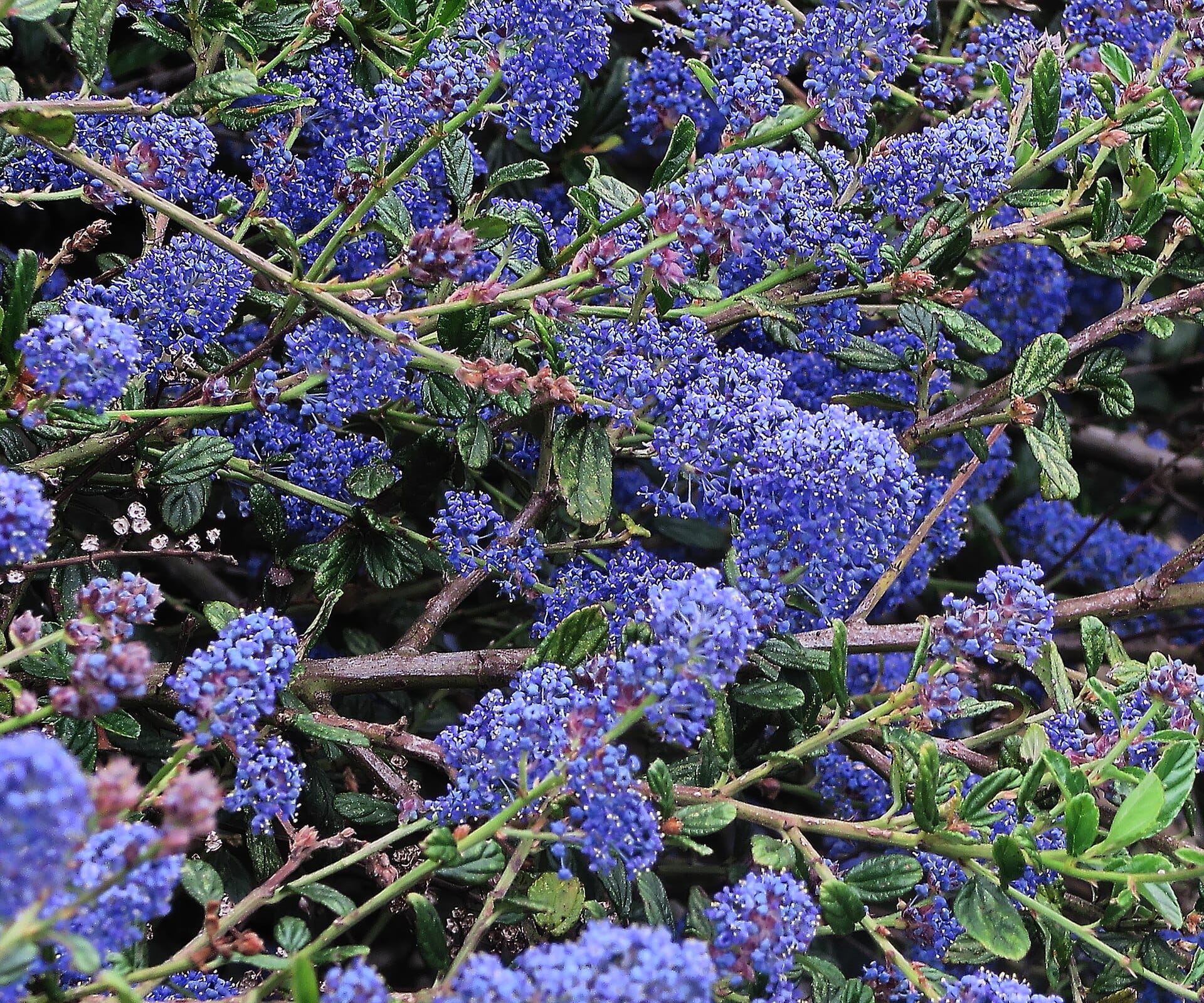 Ceanothus (California lilac) covered in electric blue spring flowers