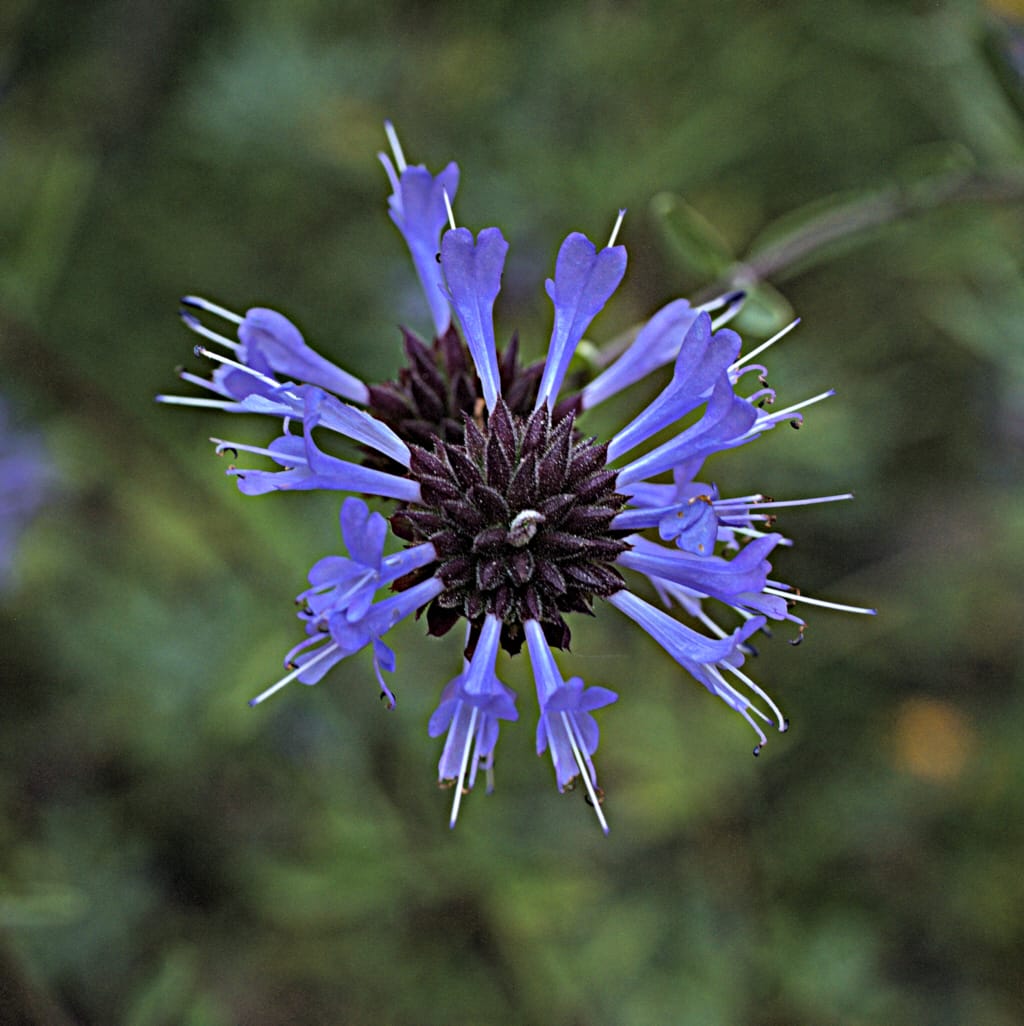 Cleveland sage flower whorl with lavender-blue blooms