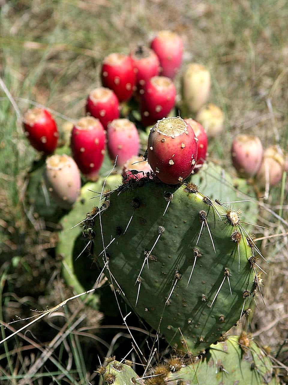 Prickly pear cactus with red fruit growing wild in Texas brush country
