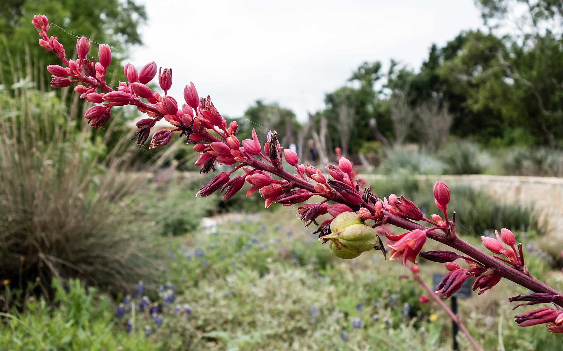 Red yucca flower spike with coral-pink blooms in a Texas native garden