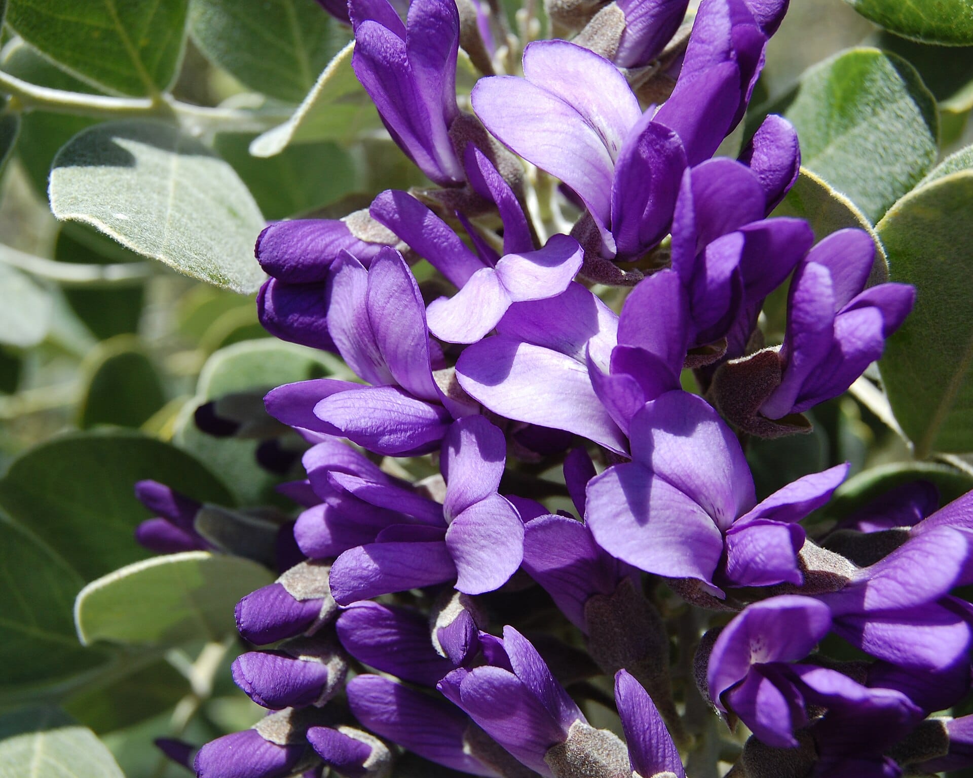 Texas mountain laurel cluster of purple wisteria-like flowers