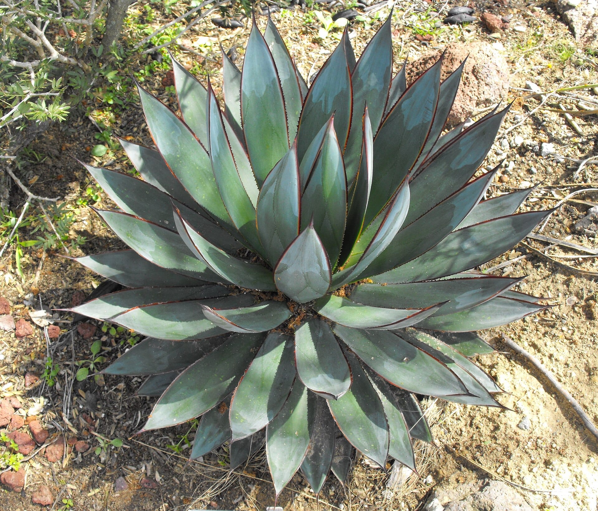 Agave Blue Glow rosette with blue-green leaves edged in red
