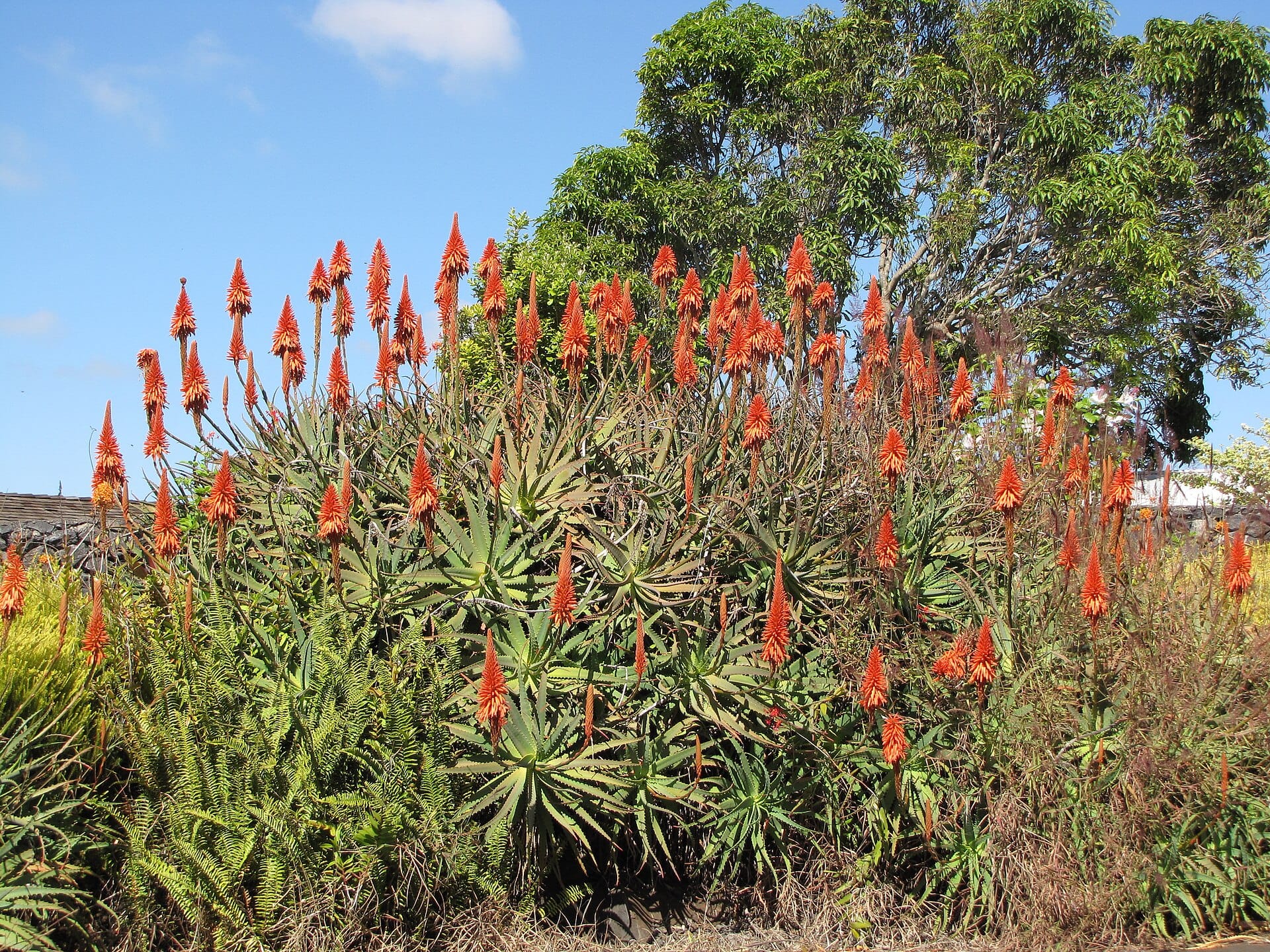 Aloe arborescens shrub covered in orange torch flowers